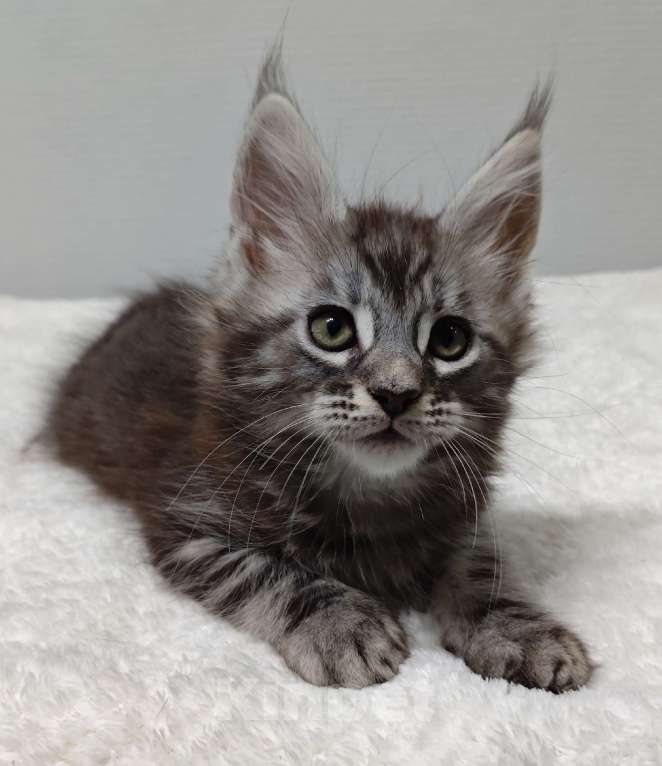 Кошки в Туле: Мейн-кун мальчик  Мальчик, 35 000 руб. - фото 5