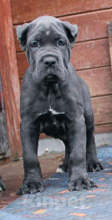 Собаки в других городах Ярославской области: Щенки кане корсо Мальчик, 80 000 руб. - фото 1