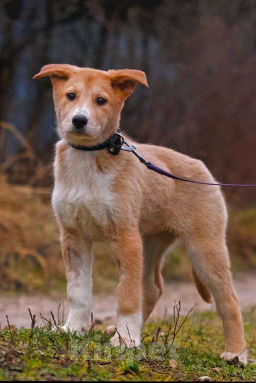 Собаки в Наро-Фоминске: Санни ,малышка из якутска  Девочка, Бесплатно - фото 4