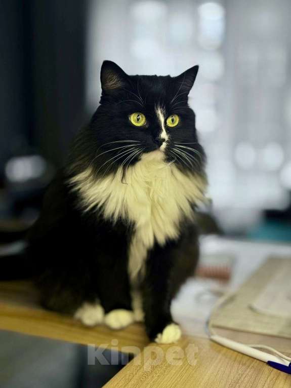 Кошки в Москве: Шикарная черно-белая пушистая кошка Наоми в дар Девочка, 1 руб. - фото 7