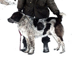 Собаки в Москве: Зенки туркменского алабая Мальчик, 35 000 руб. - фото 4