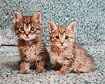 Кошки в Москве: Два маленьких котенка в добрые руки Мальчик, 1 руб. - фото 2
