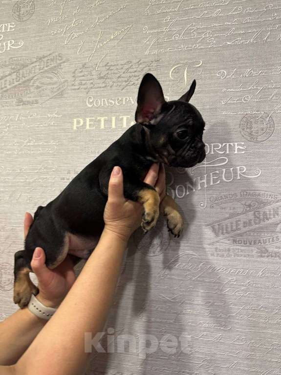 Собаки в других городах Ямало-Ненецкого автономного округа: Комочек счастья Мальчик, Бесплатно - фото 2