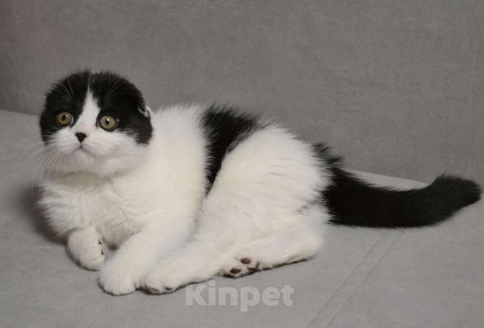 Кошки в Нижнем Новгороде: Шотландский красавчик Мальчик, 45 000 руб. - фото 4