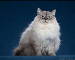 Кошки в Москве: Сибирский (Невский Маскарадный)  котенок) Мальчик, Бесплатно - фото 1