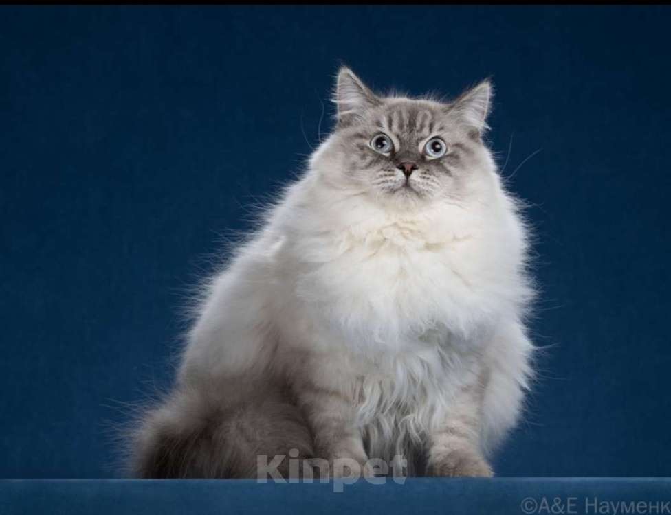 Кошки в Москве: Сибирский (Невский Маскарадный)  котенок) Мальчик, Бесплатно - фото 1