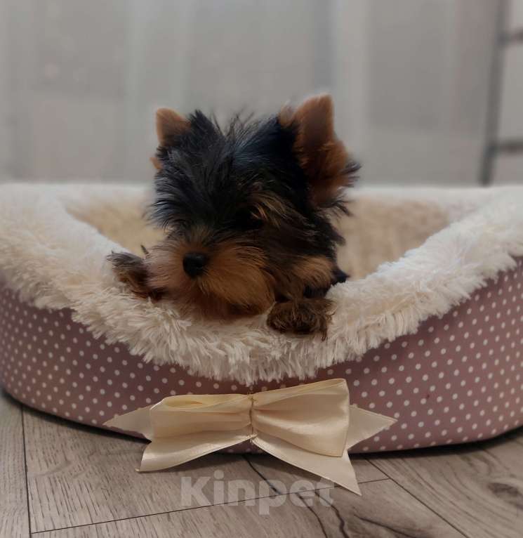 Собаки в Москве: Девочка йорка Девочка, 45 000 руб. - фото 1