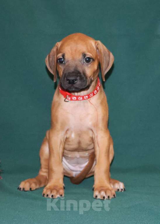 Собаки в Москве: Девочка Родезийского Риджбека для души Девочка, 60 000 руб. - фото 4