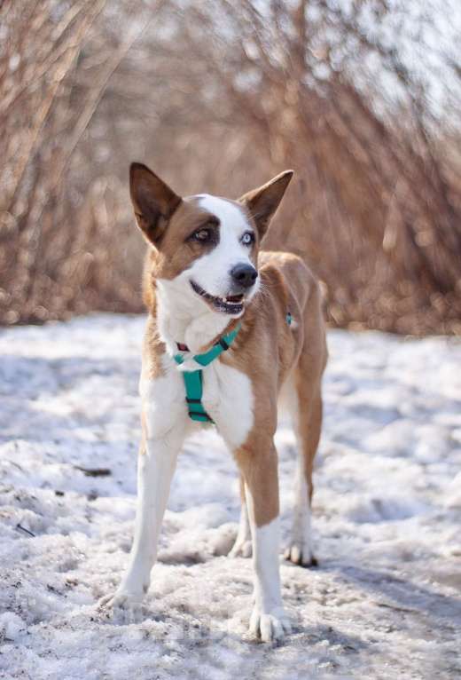 Собаки в Москве: Ласковый Хьюго в поисках дома Мальчик, Бесплатно - фото 4