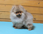 Собаки в Москве: Крошечная девочка померанского шпица Девочка, Бесплатно - фото 5