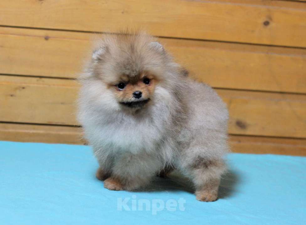 Собаки в Москве: Крошечная девочка померанского шпица Девочка, Бесплатно - фото 5