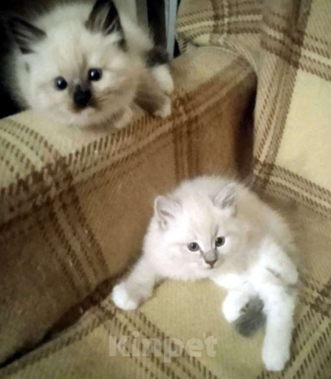 Кошки в Химках: Котята к Новому Году Девочка, 15 000 руб. - фото 1