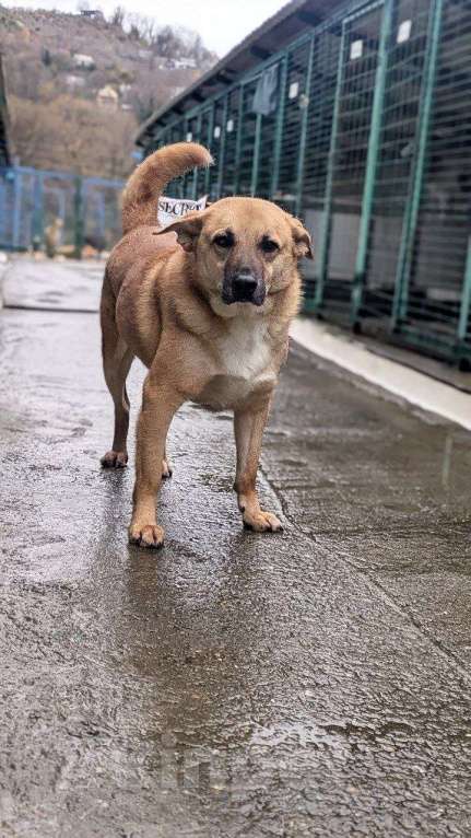 Собаки в других городах Краснодарского края: Никита из приюта Поводог Сочи Мальчик, Бесплатно - фото 2