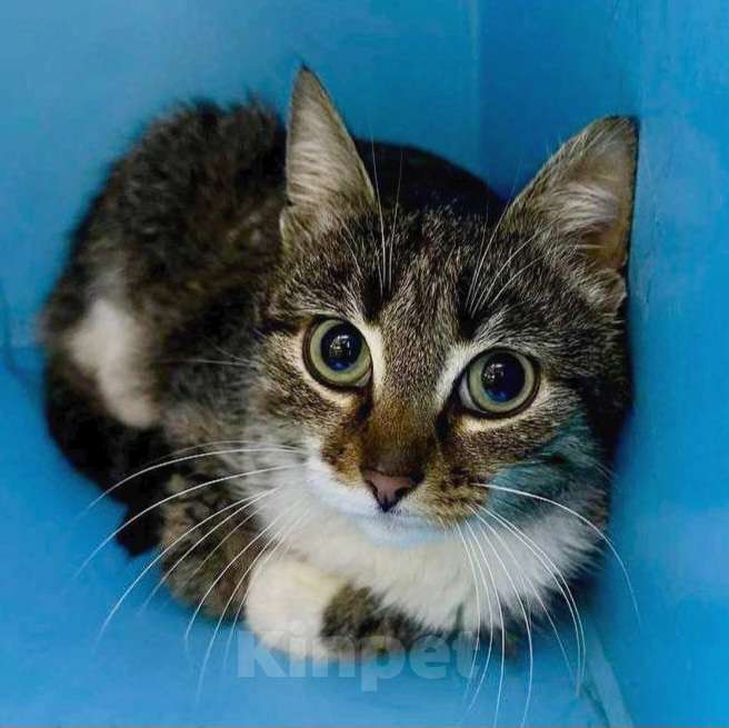 Кошки в Москве: Рита ищет дом Девочка, Бесплатно - фото 1