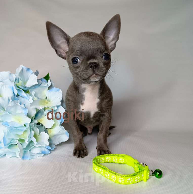 Собаки в Москве: Мальчик чихуахуа голубого окраса Мальчик, 20 000 руб. - фото 4