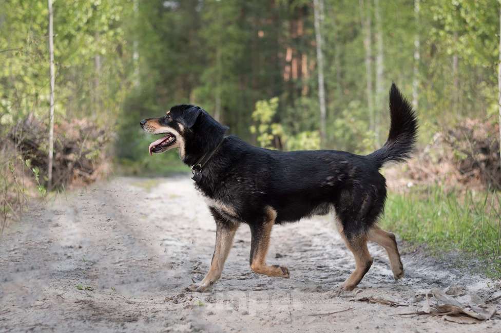 Собаки в Москве: Сангал - статный, игривый, молодой пёс.  Мальчик, Бесплатно - фото 3
