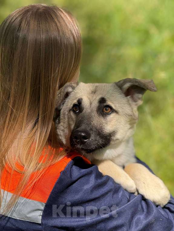 Собаки в Москве: Щенок Норд Мальчик, Бесплатно - фото 4