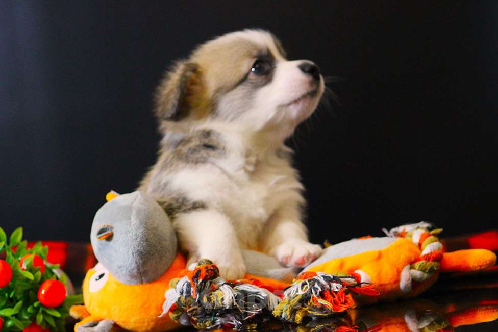 Собаки в Москве: Щенки вельш корги пемброк Мальчик, 65 000 руб. - фото 3