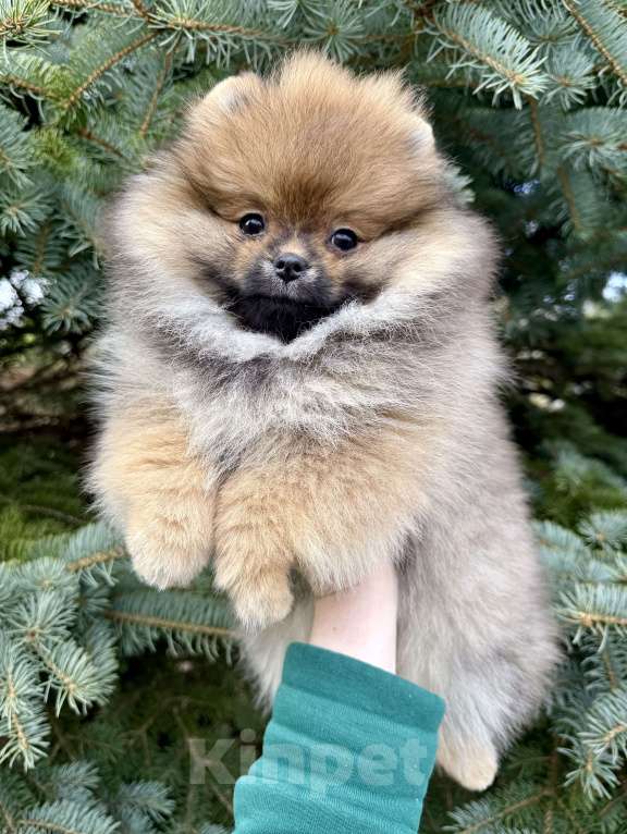 Собаки в Москве: Малышка Зара❤️ Девочка, 90 000 руб. - фото 4