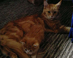 Кошки в Жуковском: Рыжие котята мейн кун Мальчик, 15 000 руб. - фото 3