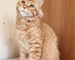 Кошки в Владимире: Кот , мейн-кун , красный тигр Мальчик, 45 000 руб. - фото 4