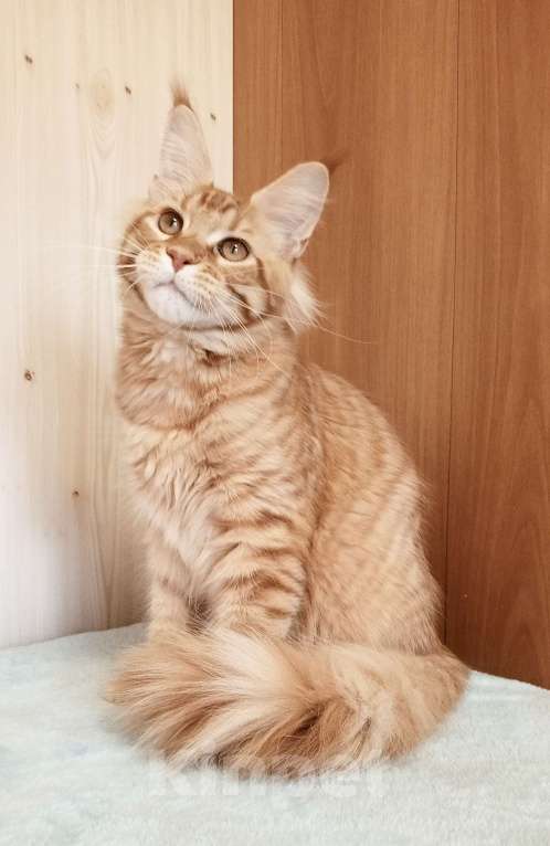 Кошки в Владимире: Кот , мейн-кун , красный тигр Мальчик, 45 000 руб. - фото 4
