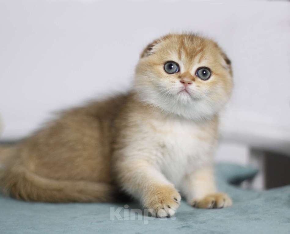 Кошки в Москве: Финкли Девочка, 59 000 руб. - фото 2
