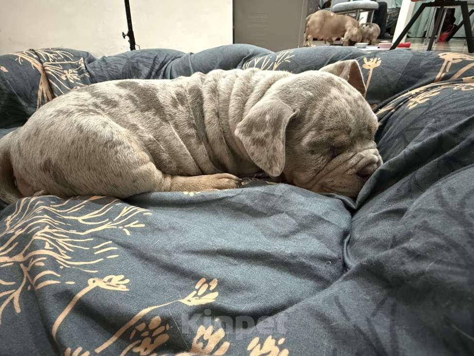 Собаки в Севастополе: Американский булли Девочка, 130 руб. - фото 5