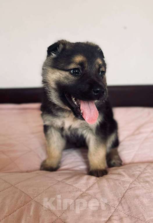 Собаки в других городах Московской области: Срочно ищем дом малышам! Девочка, Бесплатно - фото 2