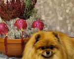 Собаки в Тольятти: Щенята миники из питомника Девочка, Бесплатно - фото 3