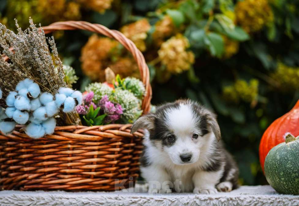 Собаки в Новосибирске: Вельш Корги Пемброк Моргана ле Фэй Девочка, 65 000 руб. - фото 5