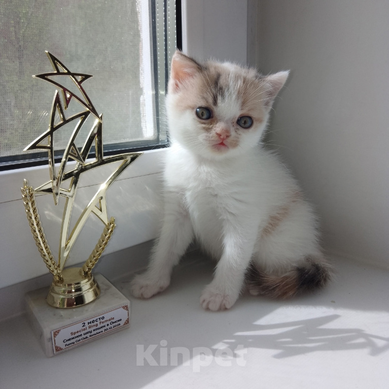 Кошки в Омске: Шотландская девочка Девочка, 10 000 руб. - фото 1