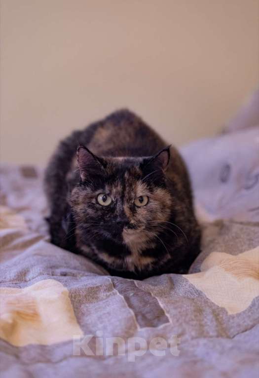 Кошки в Москве: Милка, Рафаэла и Харибо: ожидание, которое затянулось Девочка, Бесплатно - фото 6