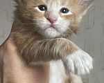 Кошки в Санкт-Петербурге: Породные котята Мейн Кун Девочка, 45 000 руб. - фото 4
