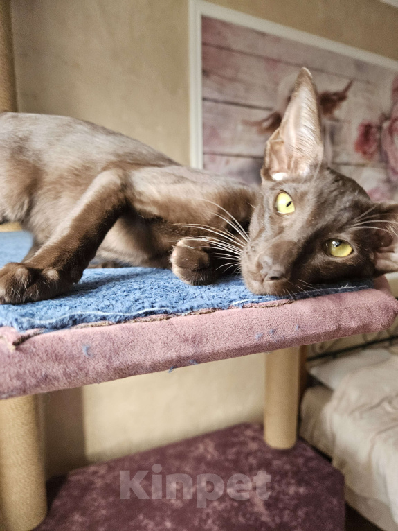 Кошки в Краснодаре: Ориентальные котята Мальчик, 25 000 руб. - фото 4