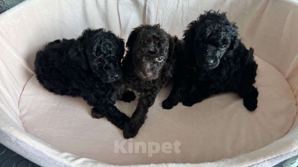 Собаки в Москве: Той пудель Мальчик, Бесплатно - фото 1