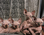 Кошки в Хабаровске: Канадский сфинкс Девочка, 30 000 руб. - фото 9