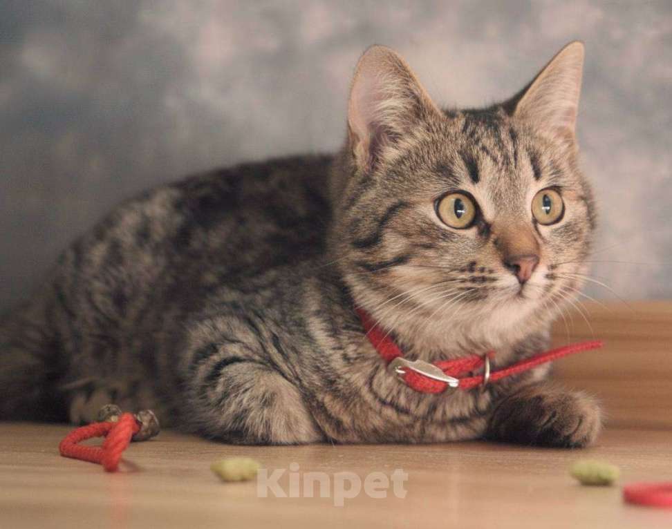 Кошки в Москве: Шпротик Микки Мальчик, Бесплатно - фото 5