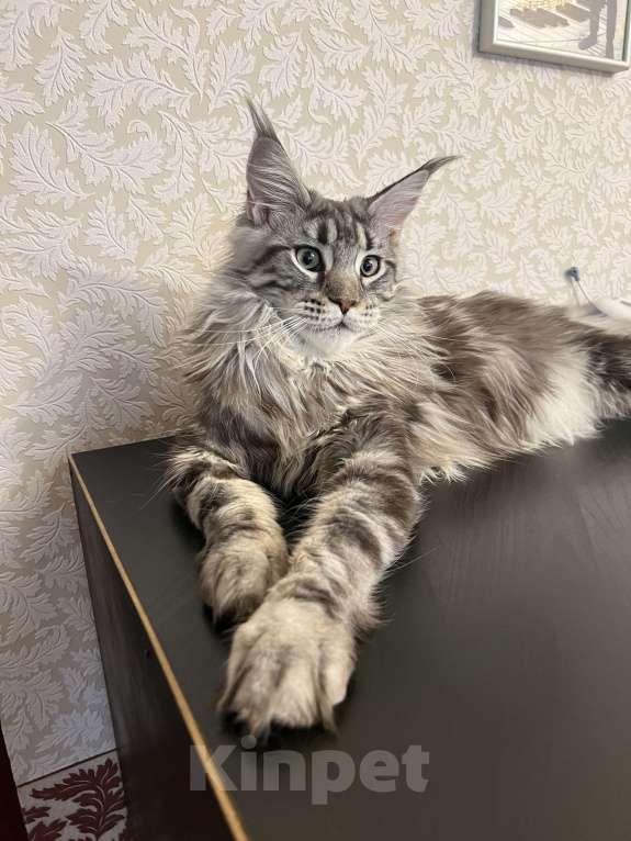 Кошки в Москве: Отдам кошку в добрые руки. Девочка, Бесплатно - фото 5