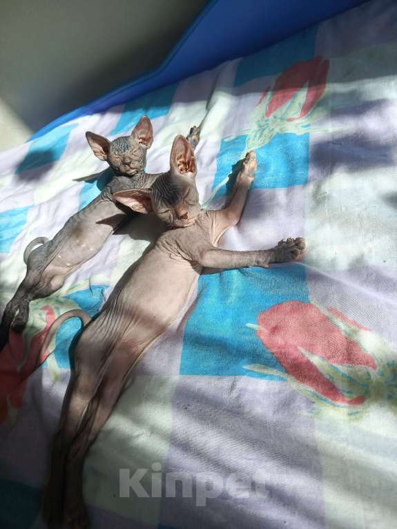 Кошки в Октябрьском: Канадский сфинкс котята Девочка, 10 000 руб. - фото 2