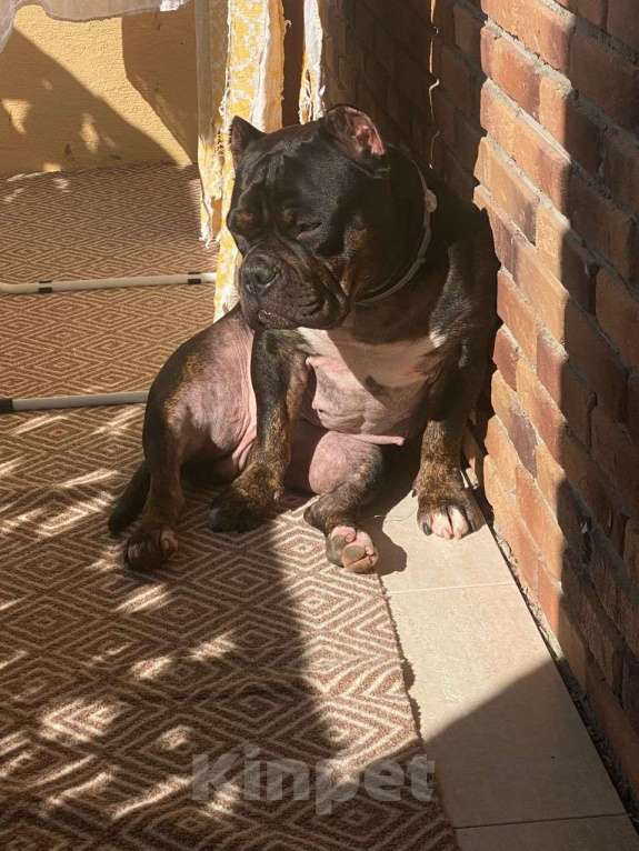 Собаки в Москве: Щенки американского булли Девочка, Бесплатно - фото 3