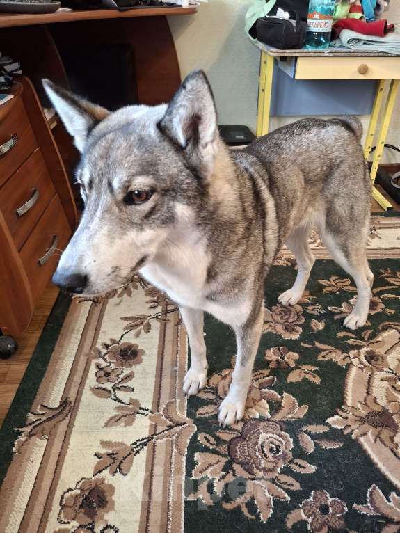 Собаки в Мытищах: Нежная лайка ищет любящих хозяев Девочка, Бесплатно - фото 5