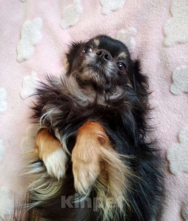 Собаки в Королеве: Молодой Чих ищет невесту! Мальчик, 10 000 руб. - фото 3