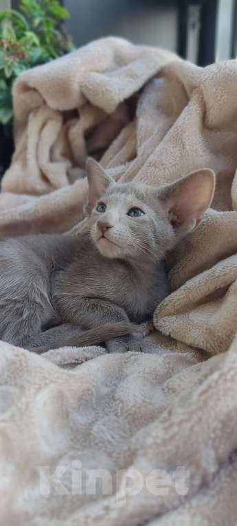 Кошки в Москве: Лиловая ориентальная девочка Девочка, 50 000 руб. - фото 7