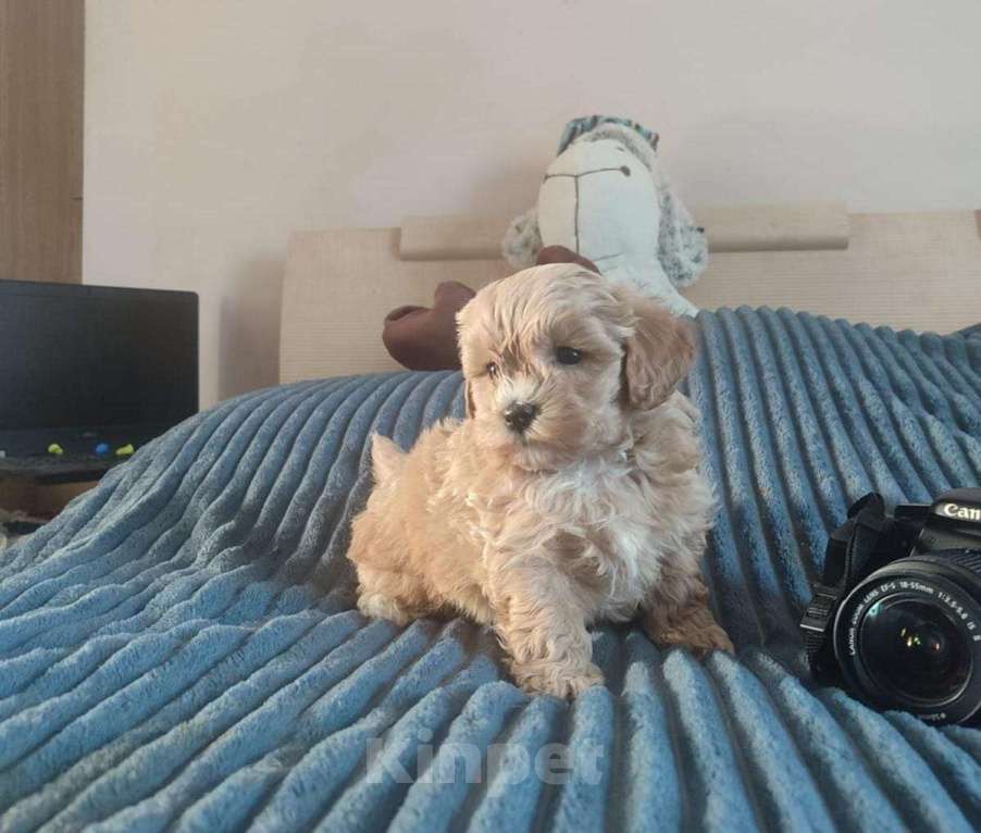 Собаки в Москве: Щенок мальтипу Мальчик, 60 руб. - фото 3