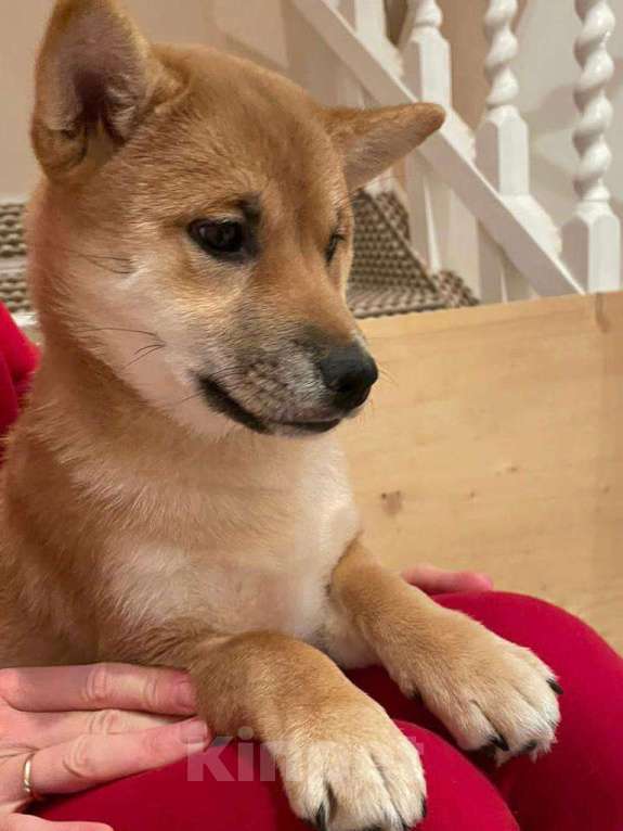 Собаки в Нижнем Новгороде: Сиба ину девочка и мальчик продажа  Девочка, 50 000 руб. - фото 4