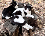 Кошки в Ростове-на-Дону: Котята в добрые руки, живут на улице Разнополые, Бесплатно - фото 1