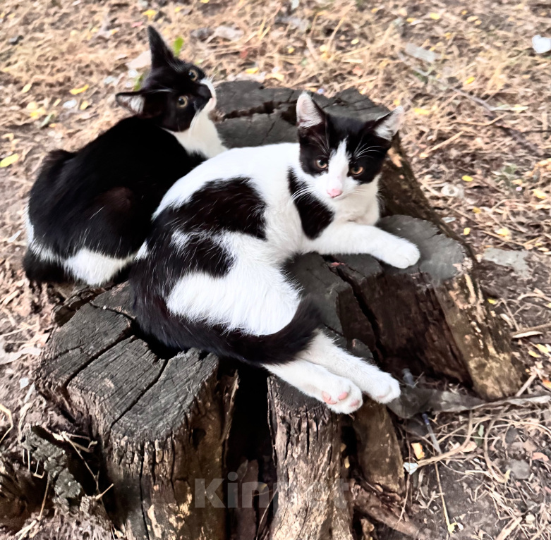 Кошки в Ростове-на-Дону: Котята в добрые руки, живут на улице Разнополые, Бесплатно - фото 1