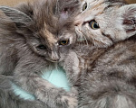 Кошки в Ульяновске: Срочно ищу заботливые руки подкидышам Девочка, 1 руб. - фото 1