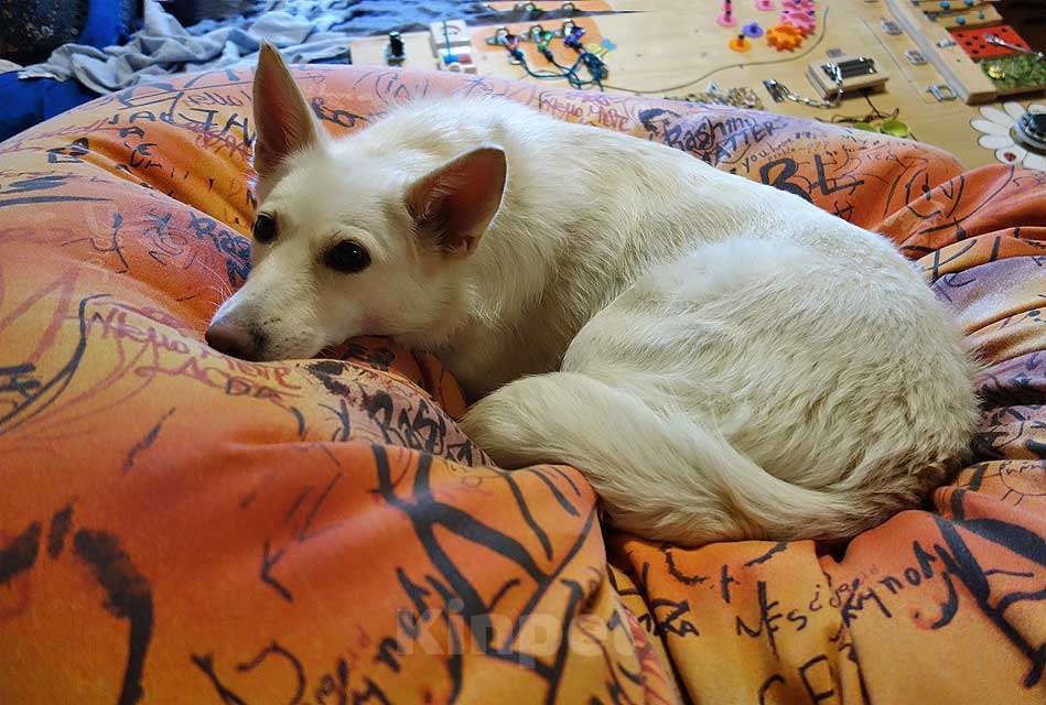 Собаки в Москве: В добрые руки Чиффа, собака, о которой мечтают, но редко находят Девочка, 10 руб. - фото 3